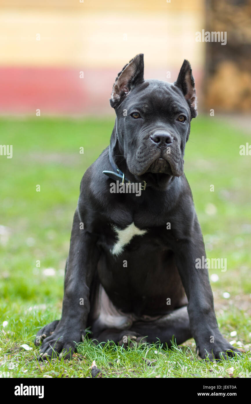 Cachorro de 3 meses de edad raza Corso Caña de color negro se encuentra en la hierba Foto de stock