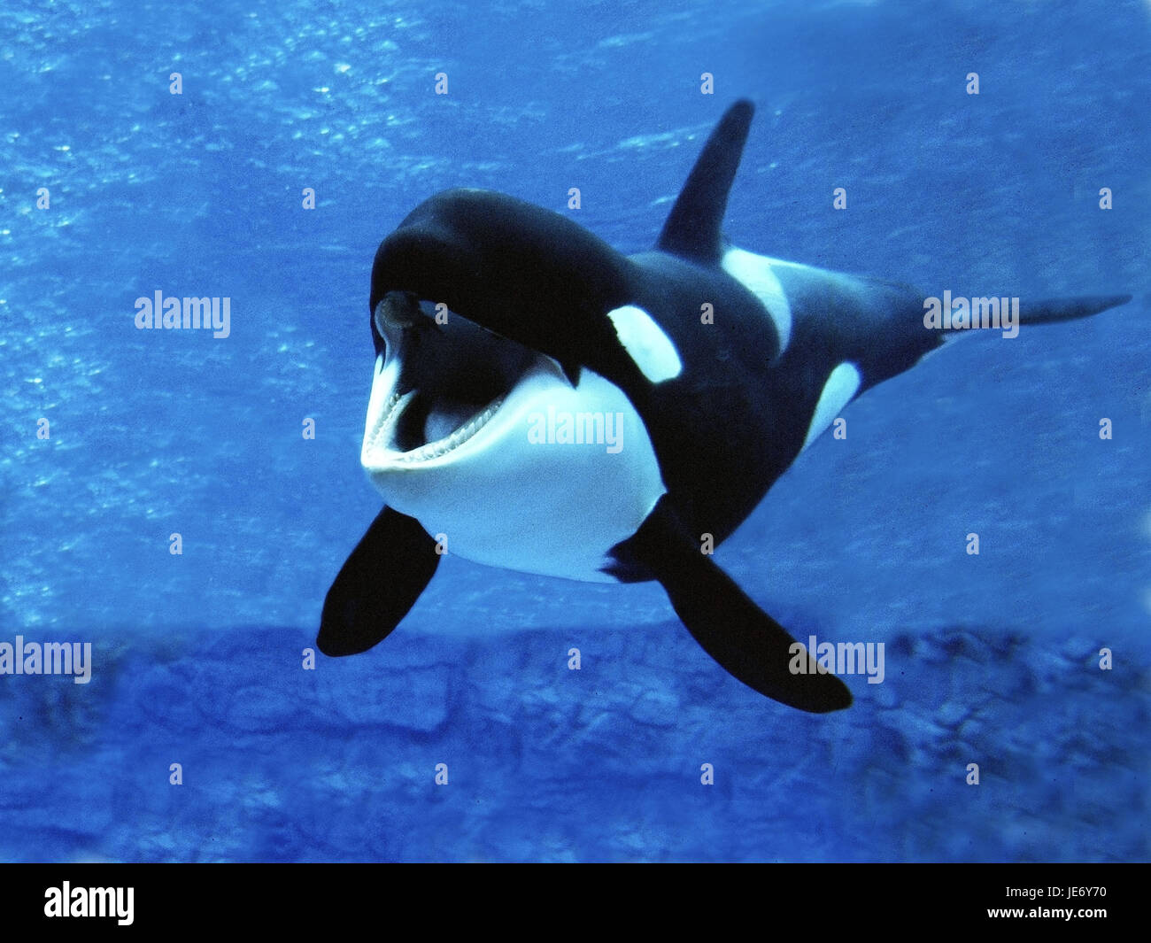 Gran ballena asesina, Orcinus orca, animal adulto, abra la boca, Foto de stock