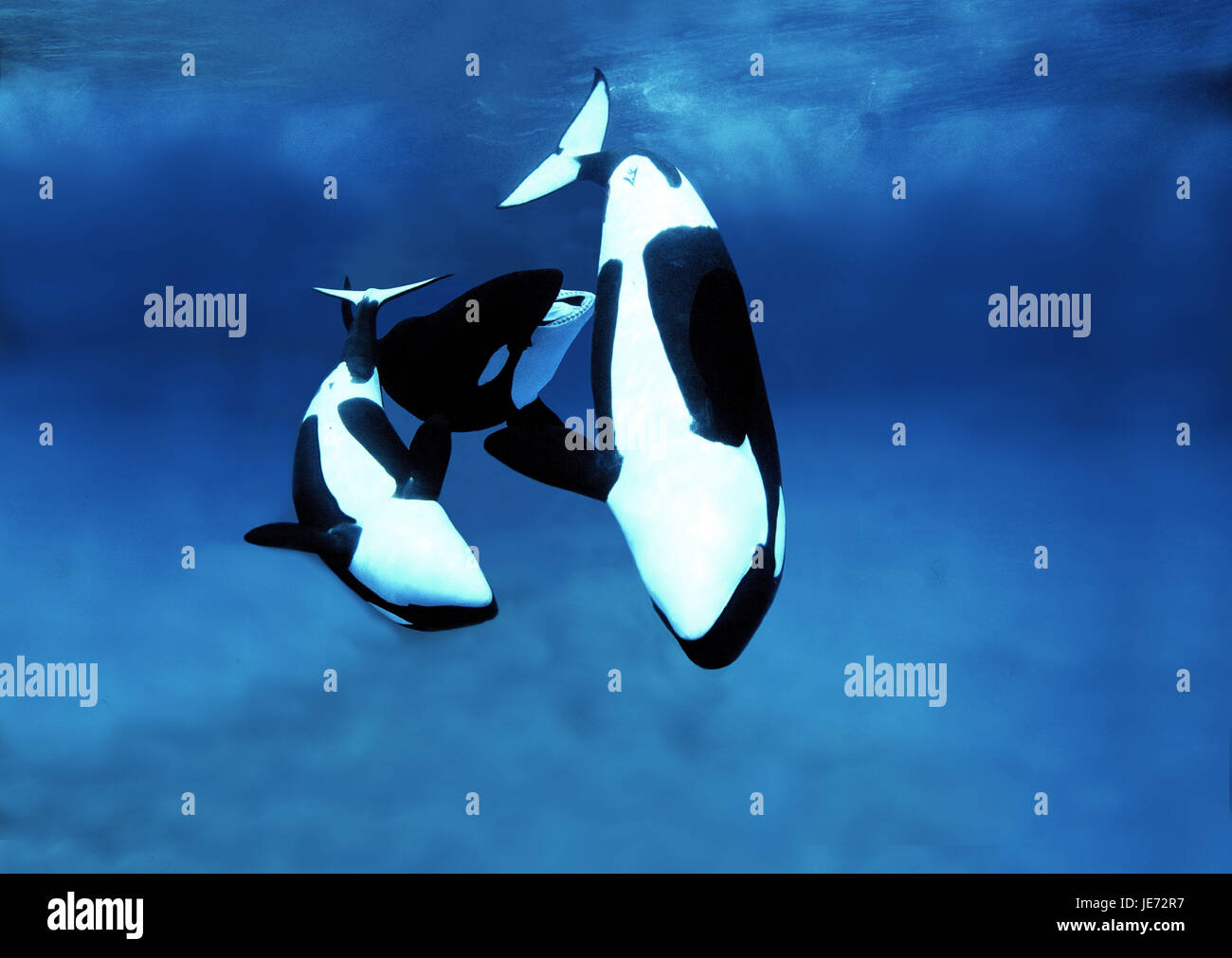 Gran ballena asesina, Orcinus orca, los animales adultos, grupo Foto de stock