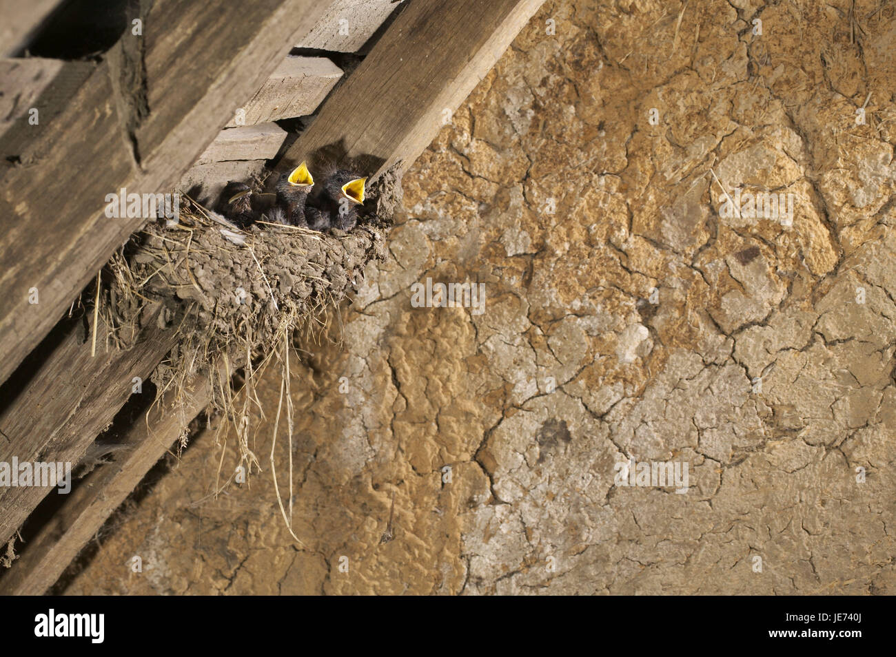 Los jóvenes golondrinas Hirundo rustica en el nido. Foto de stock