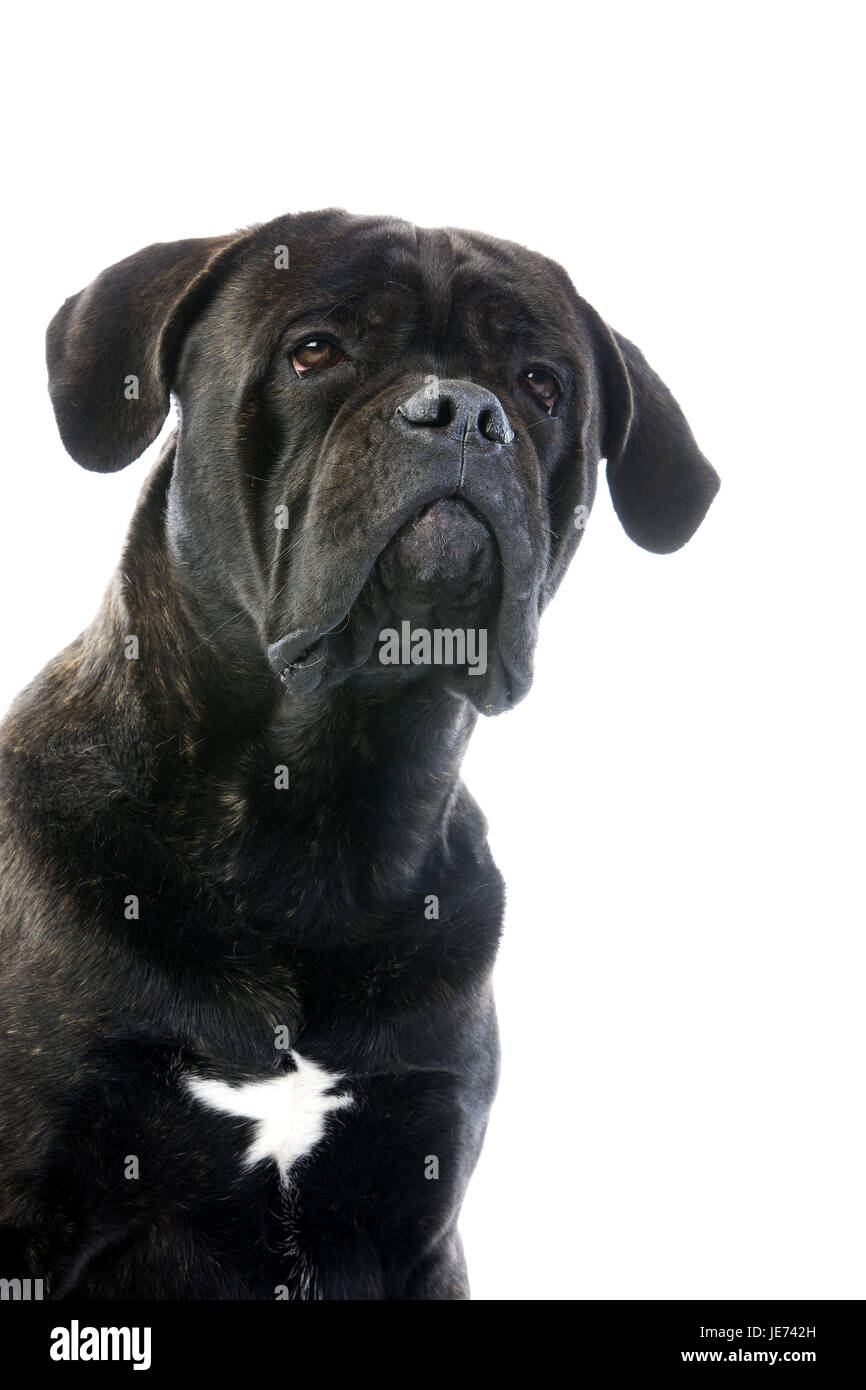 Cane Corso perro, retrato, Foto de stock
