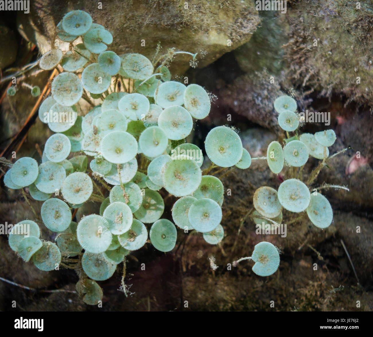 El acetábulo acetabula mediterranea - una sola alga unicelular crecen en aguas someras de Malo Jezero lago en la isla de Mljet en Croacia Foto de stock