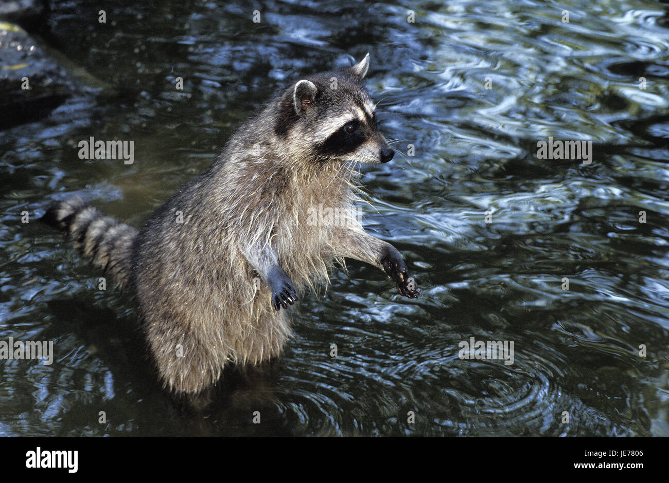 Racoon, Procyon lotor, también Norteamericanas racoon, animal adulto, soporte, agua, patas traseras, Foto de stock