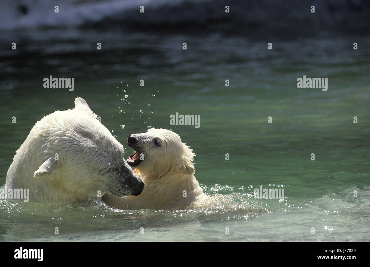 El oso polar, el Ursus maritimus, también el oso polar, mujeres, jóvenes, reproducción animal, agua Foto de stock