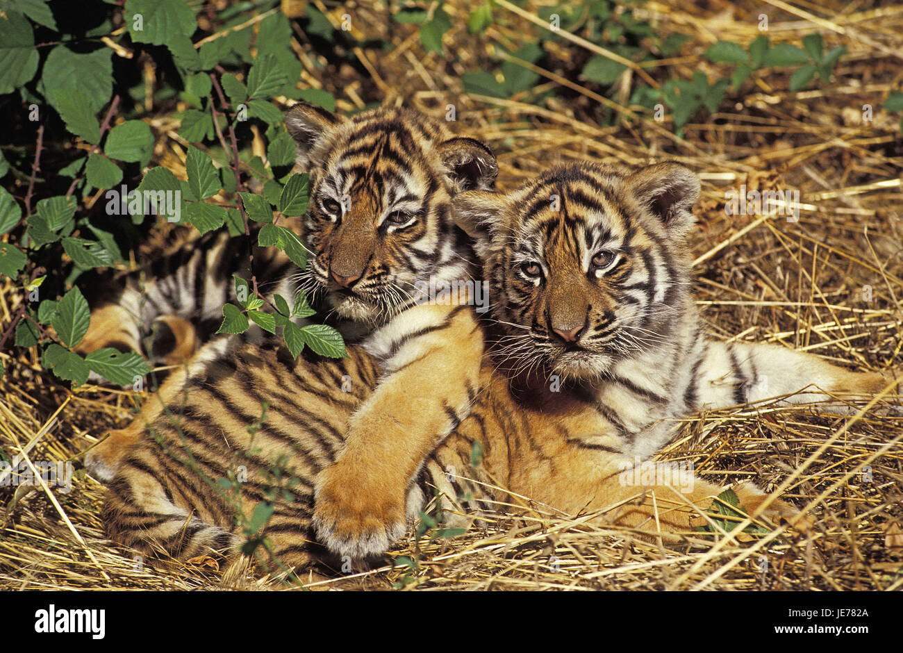 Tigre de Sumatra, Panthera tigris sumatrae, crías de animales, pasto seco, Foto de stock