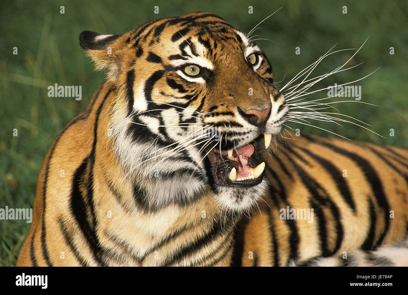 Tigre de Sumatra, Panthera tigris sumatrae, animal adulto, retrato, Foto de stock