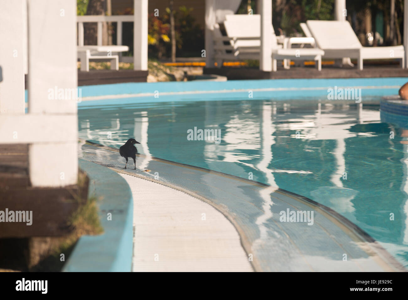 Pájaro Negro en la piscina del hotel Meliá Cayo Coco, Cayo Coco, Cuba Foto de stock