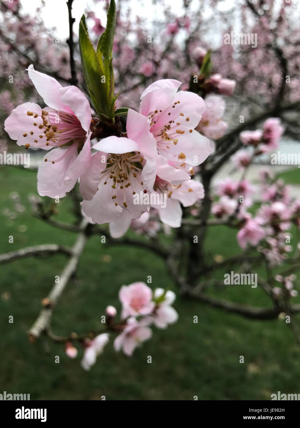 Una foto tomada de peach blossom flores cerca del lago Winnipesaukee Foto de stock