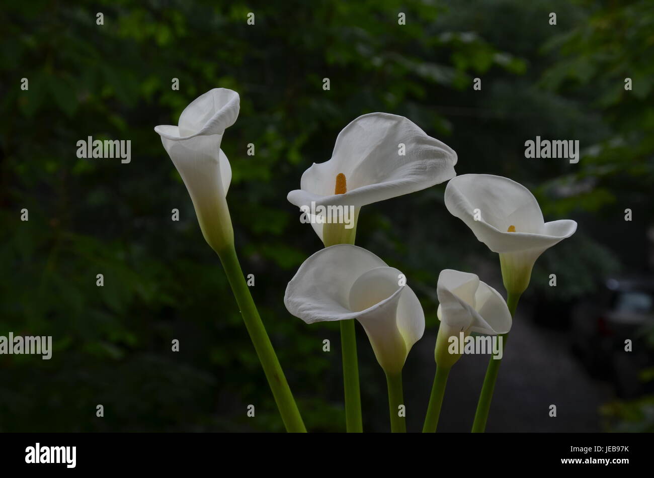Lirio blanco de cala fotografías e imágenes de alta resolución - Alamy