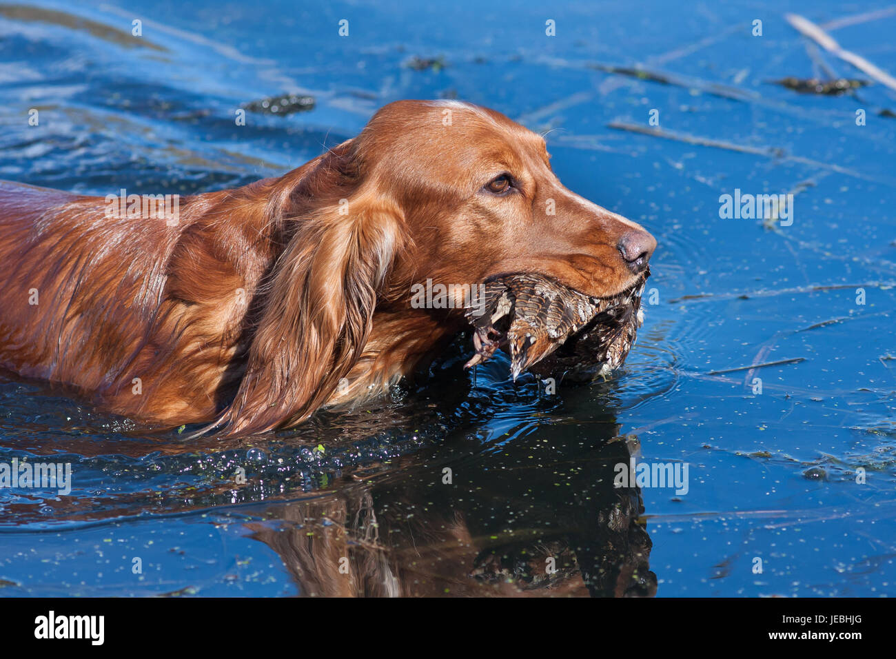 Natación perro de caza con la presa en el agua Fotografía de stock - Alamy