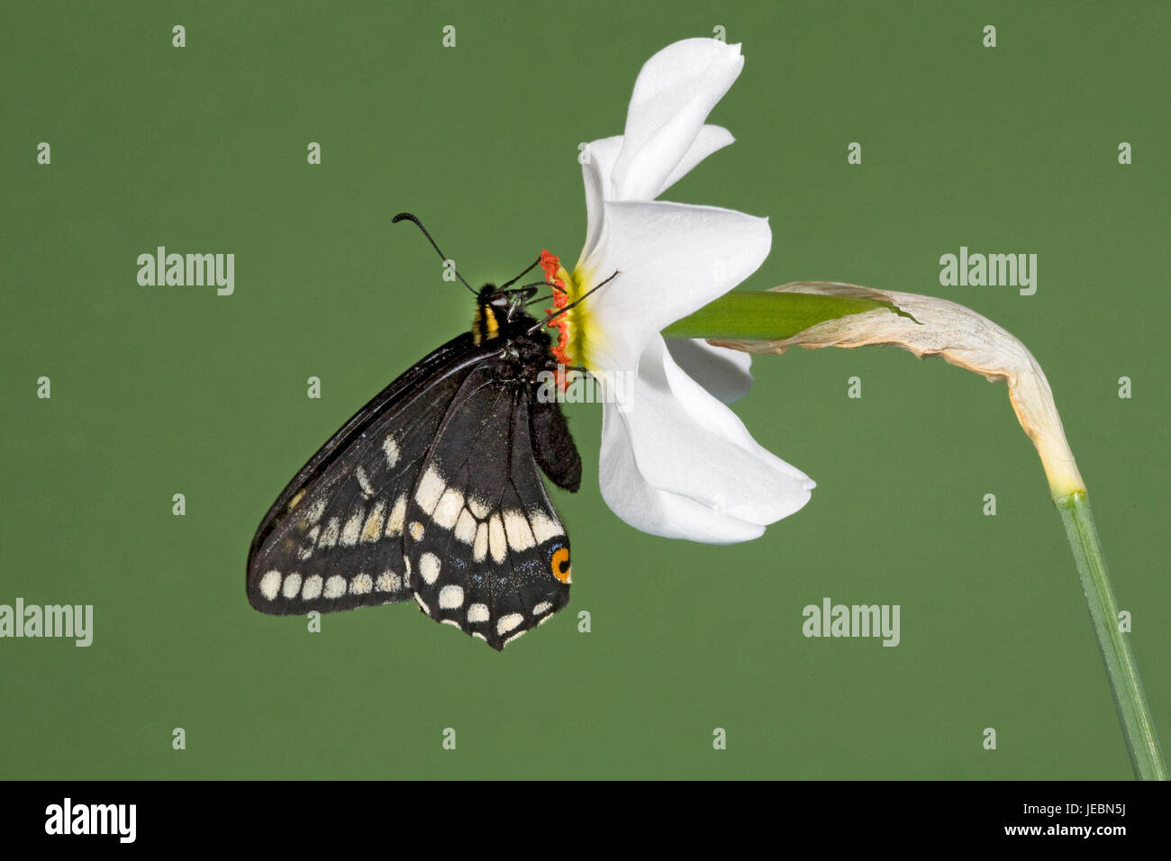 Especie de Indra, mariposas Papilio indra, nectaring en un faisán's eye flor salvaje, Narciso Poetica, Río Metolius, Camp Sherman, Oregon. Foto de stock