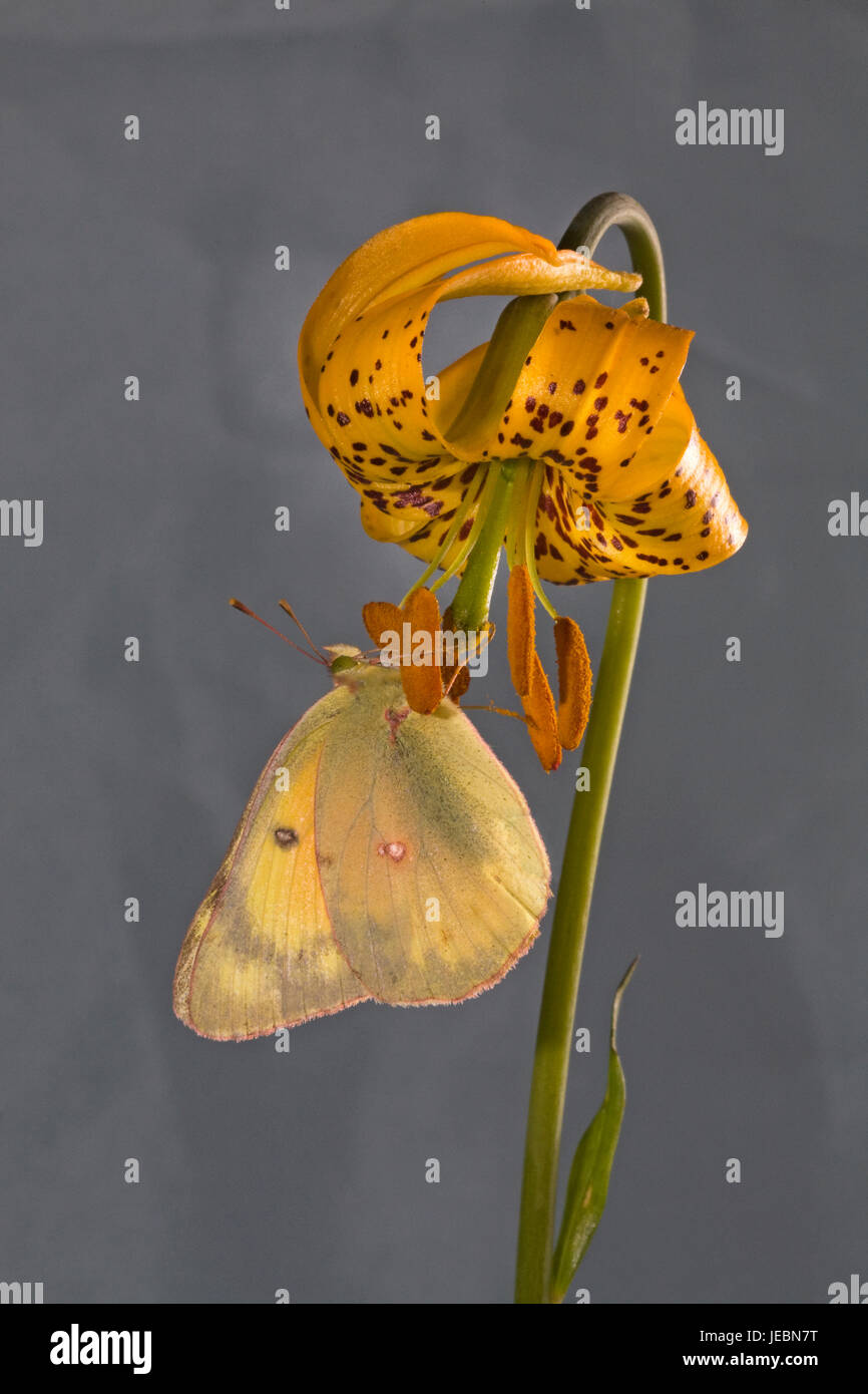 Una nublado azufre, Colias philodice eriphyle mariposas, en un lirio, Columbia o TIGER LILY, Lilium columbianum, sobre el río Metolius, Oregón Foto de stock