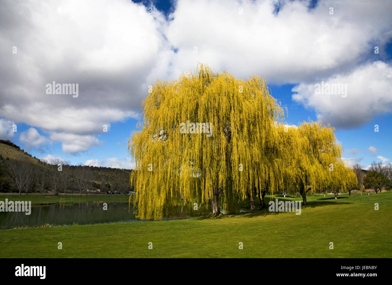 árbol de sauce llorón fotografías e imágenes de alta resolución Alamy