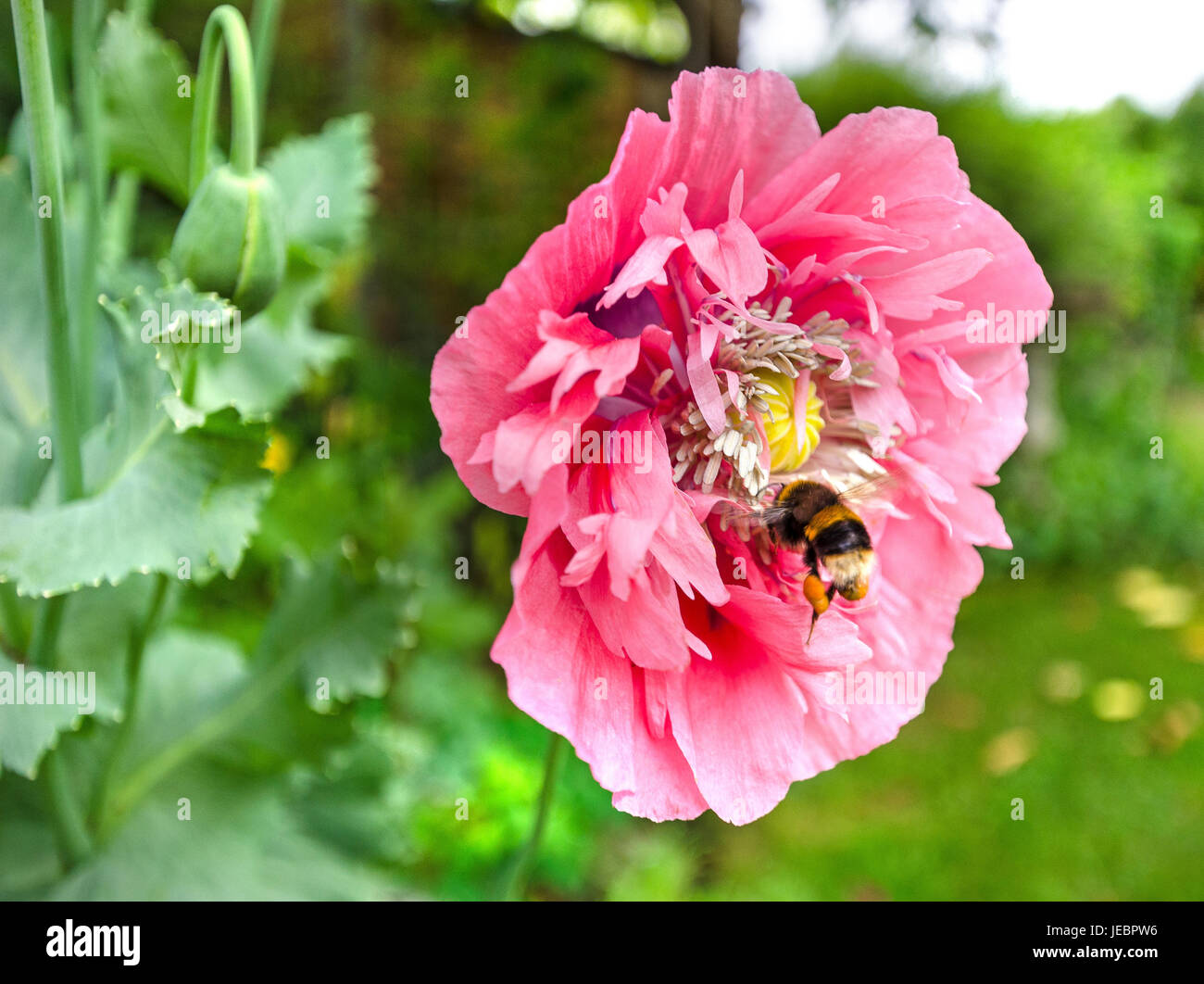Miel de abejas en Flor de Amapola Grande Foto de stock