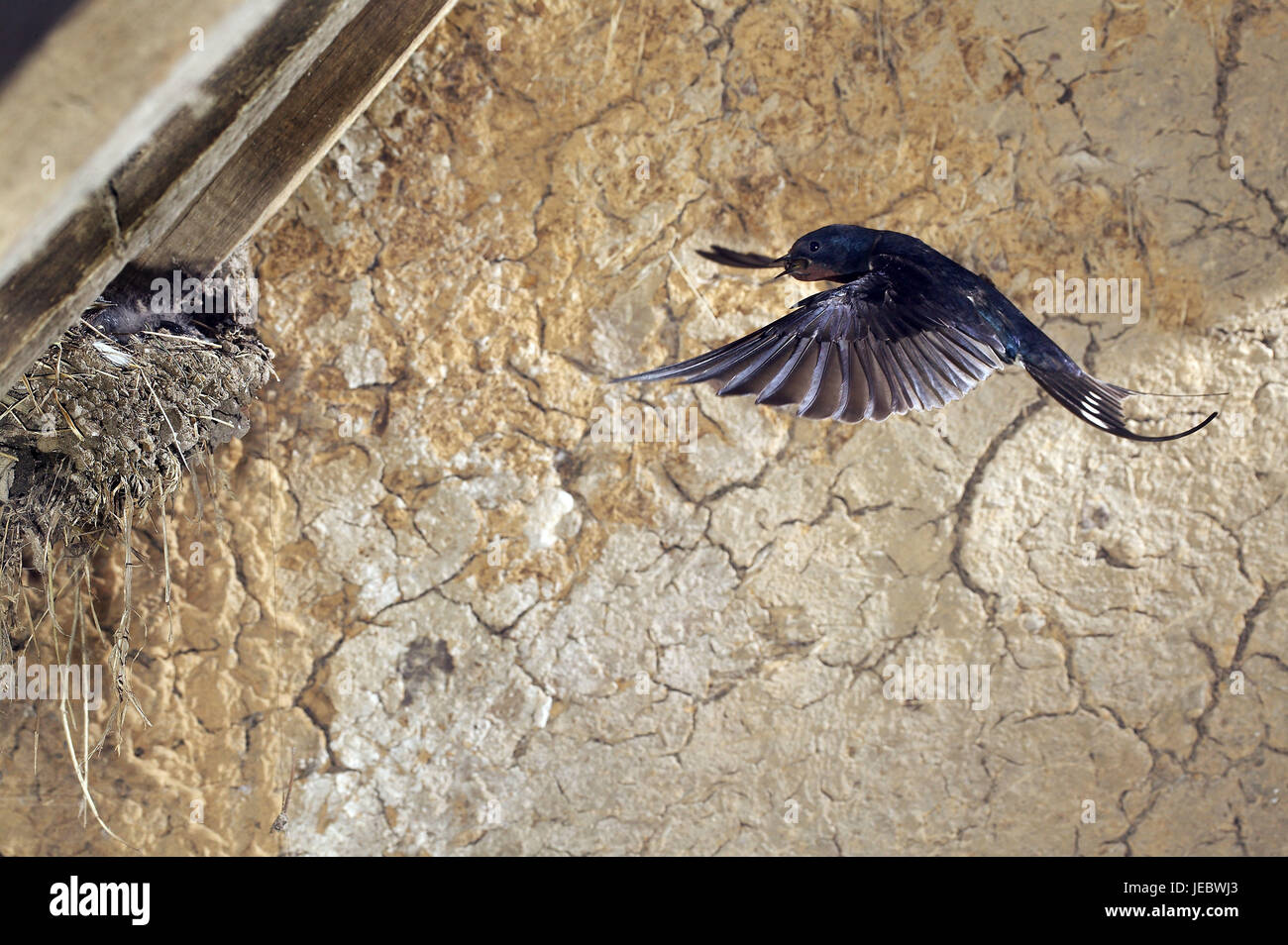 Tragar en el enfoque sobre el nido con pichones, Hirundo rustica, Foto de stock