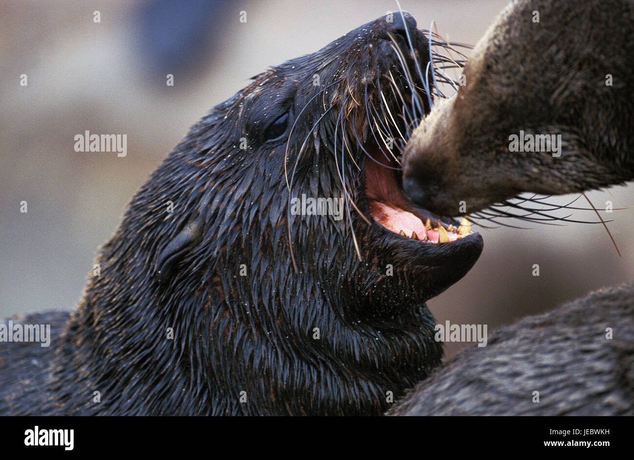 Mar sudafricano osos, Arctocephalus pusillus, cierre, Foto de stock