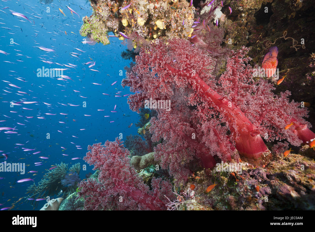 Los arrecifes de coral, el parque marino Namena, Fiji, Foto de stock