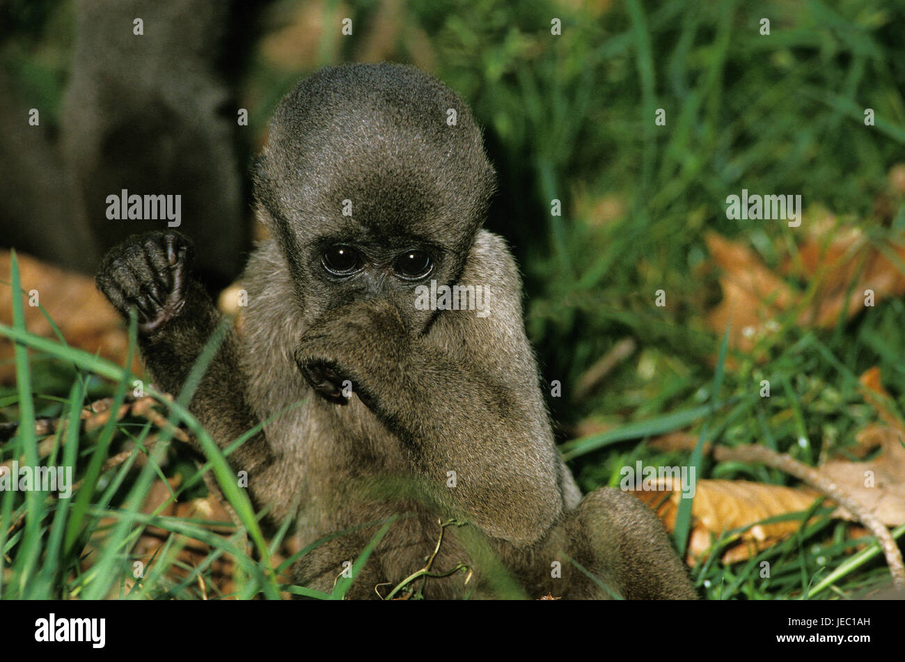 Mono de lana colombiano se sienta en la hierba, Lagothrix lagothricha lugens, Foto de stock