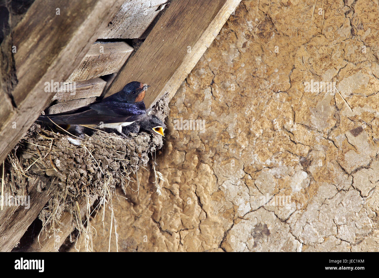 Trague alimenta los pájaros jóvenes, Hirundo rustica, Foto de stock