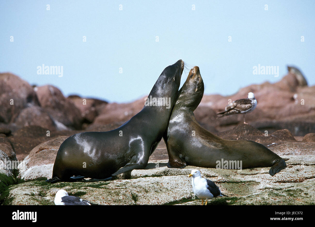 Lobos marinos de California, Zalophus californianus, en roca, California, EE.UU., Foto de stock
