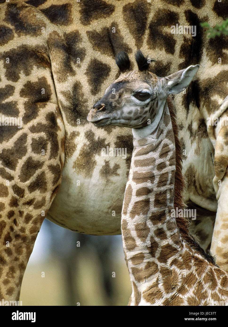 Massai jirafas, Giraffa camelopardalis tippelskirchi, animal joven con tuerca, Parque de Masai Mara, Kenya, Foto de stock