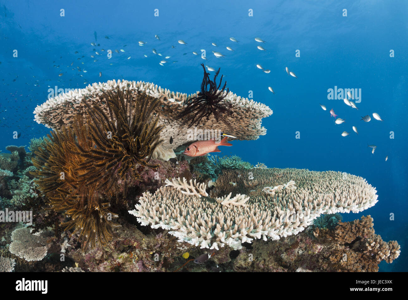 Los arrecifes de coral, Wakaya, Lomaiviti, Fiji, Foto de stock