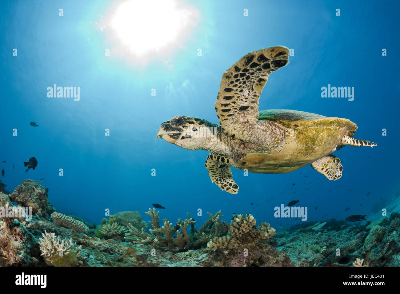 Karettschildkröte real, Eretmochelys imbricata, Namena Marine Park, Fiji, Foto de stock