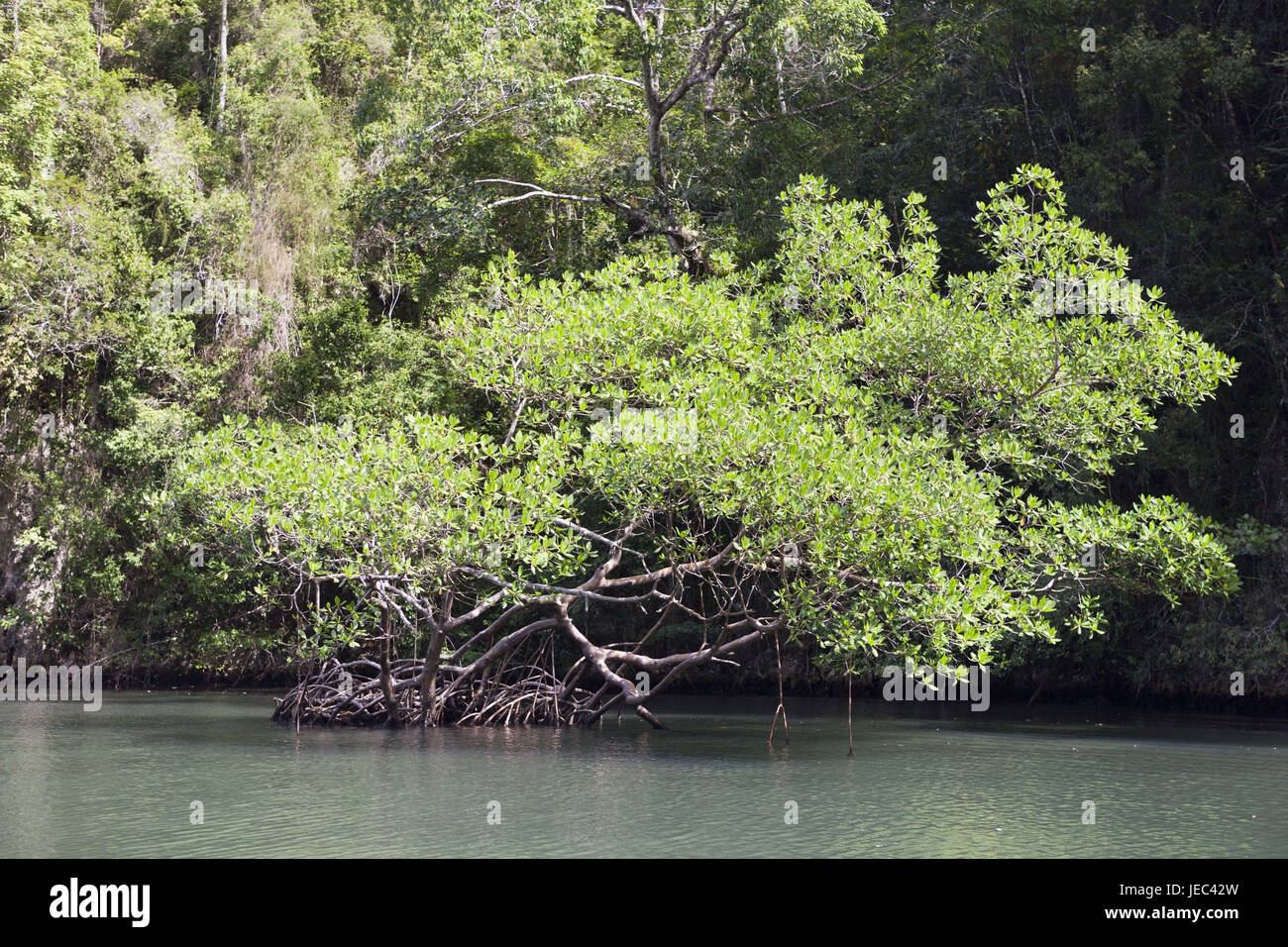 Rhizophora mangle, lote, parque nacional Haitises, República Dominicana Foto de stock