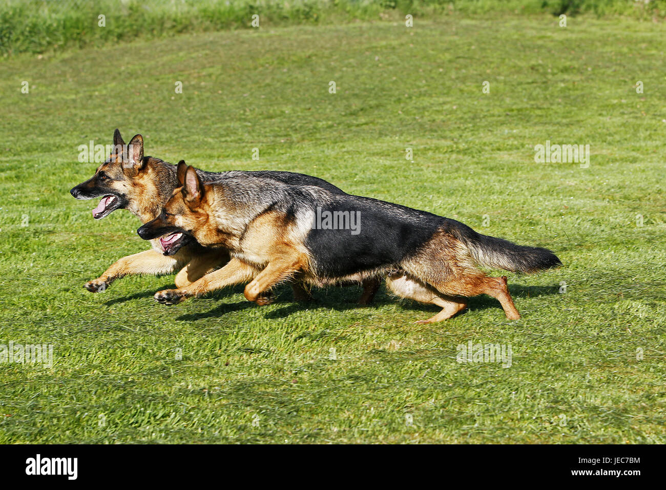 Dos perros de pastor se ejecutan en prado. Foto de stock