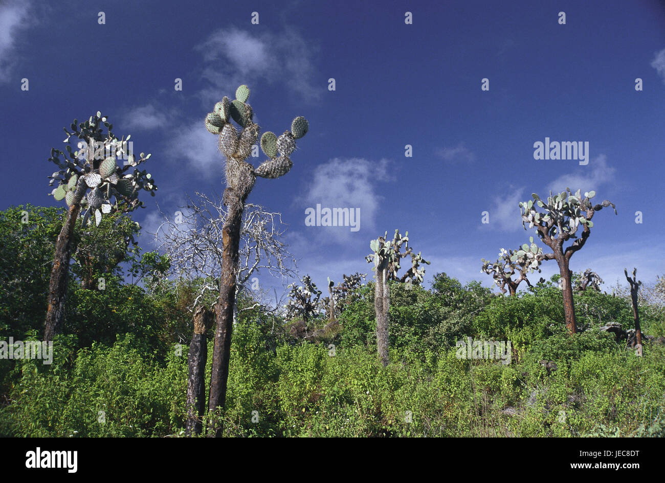Las Islas Galápagos, Isla de Darwin, escenografía, cactus, el Pacífico