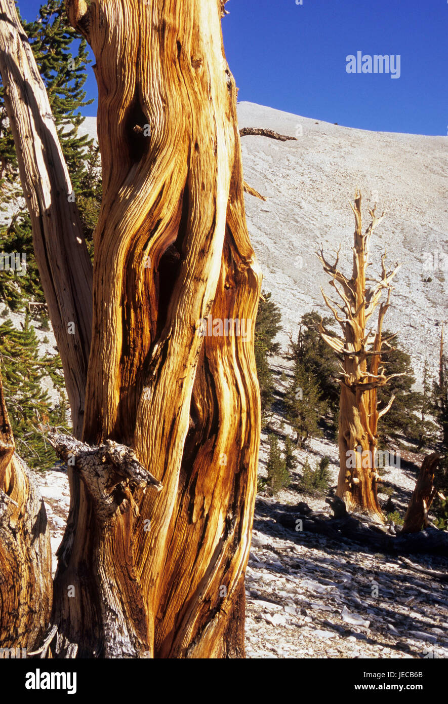 Los pinos bristlecone pine en el Patriarca Grove, antiguo bosque de pinos bristlecone, Ancient Bristlecone National Scenic desviación, Inyo National Forest, California Foto de stock