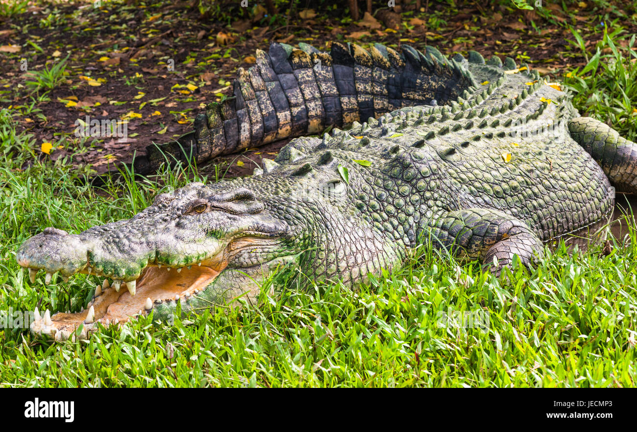 Cocodrilo en Kakadu, el Territorio del Norte, Australia. Foto de stock