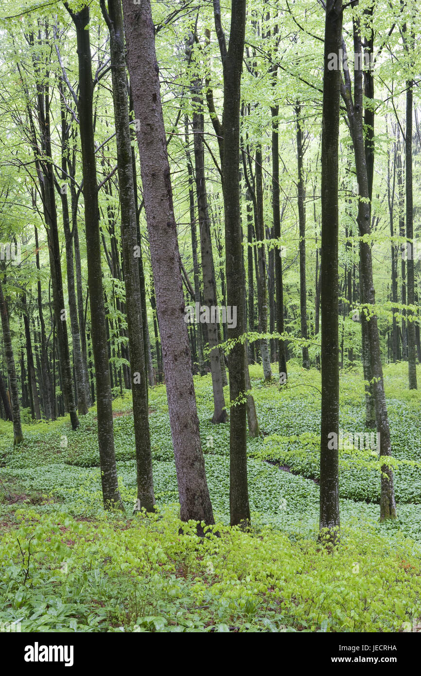 Bosque caducifolio en la primavera, Austria, propiedad de la cámara de sal, Foto de stock
