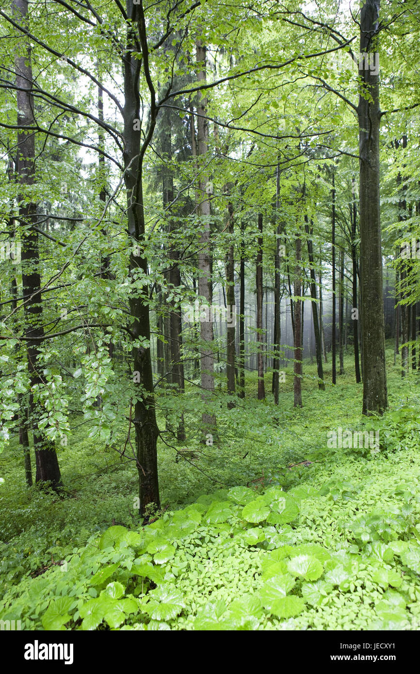 Bosque caducifolio, verano, Austria, propiedad de la cámara de sal, Foto de stock