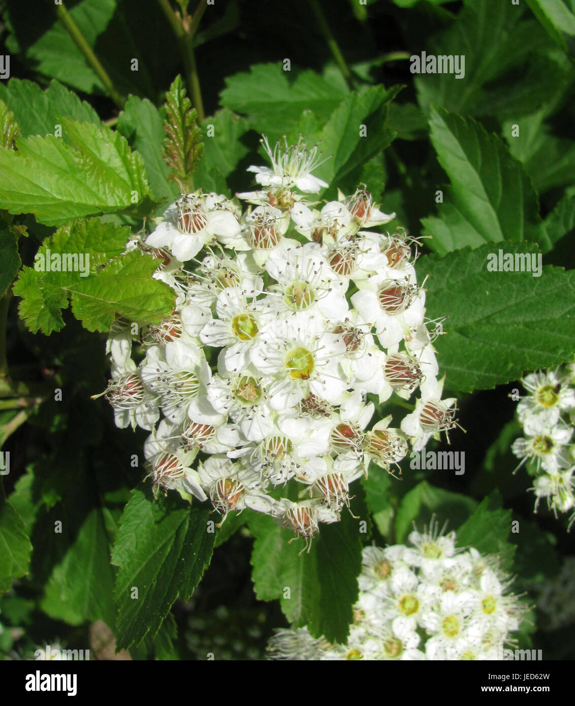 Angélica. Flores blancas Fotografía de stock - Alamy