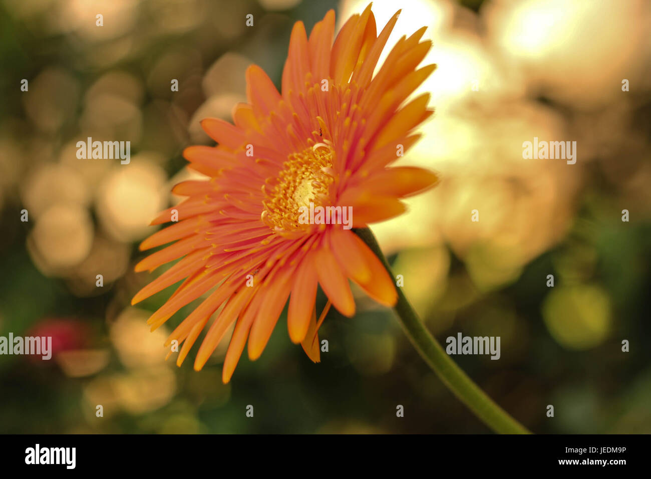 La floración Foto de stock