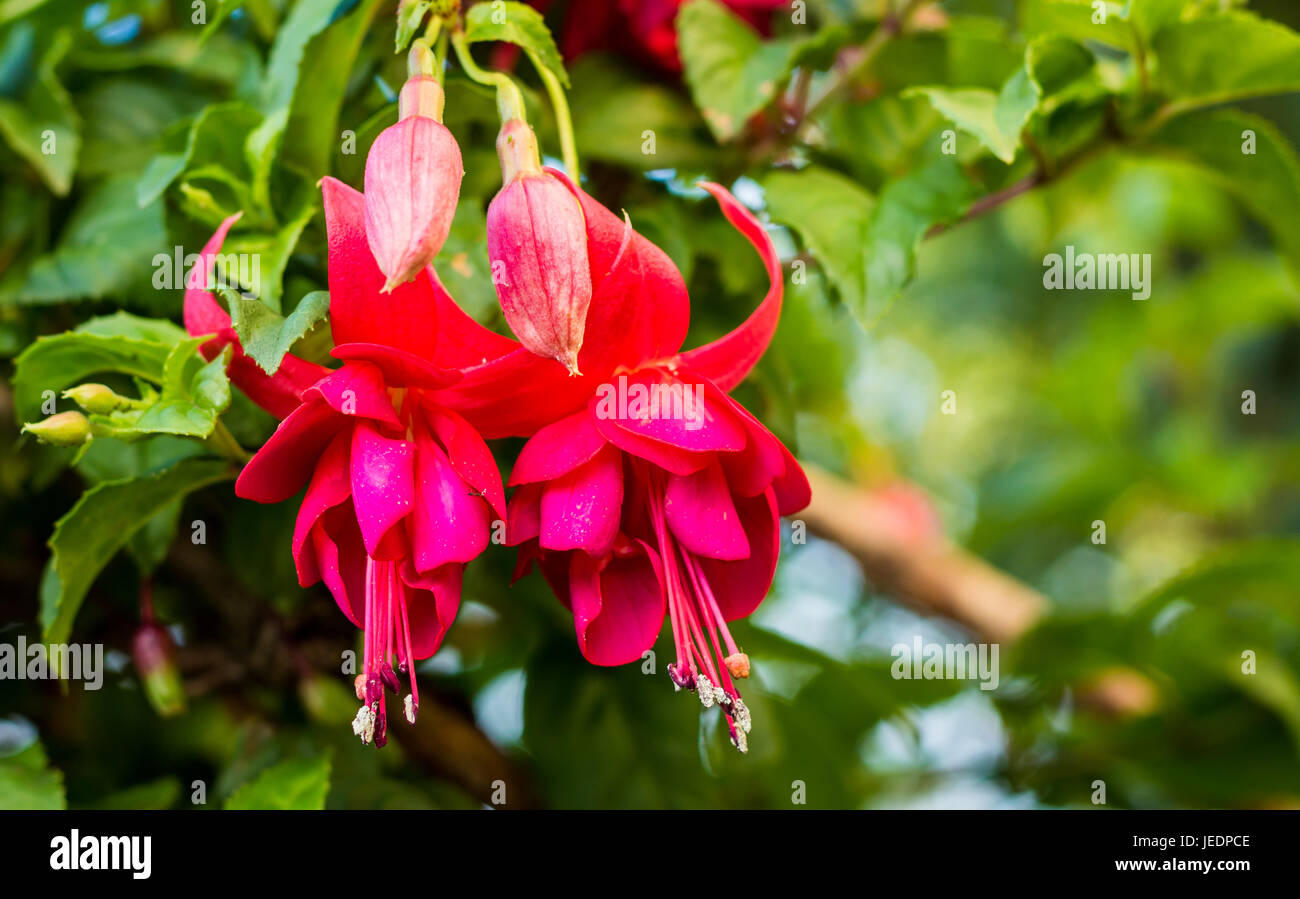 Flores rojas que cuelgan e imágenes de alta resolución - Alamy