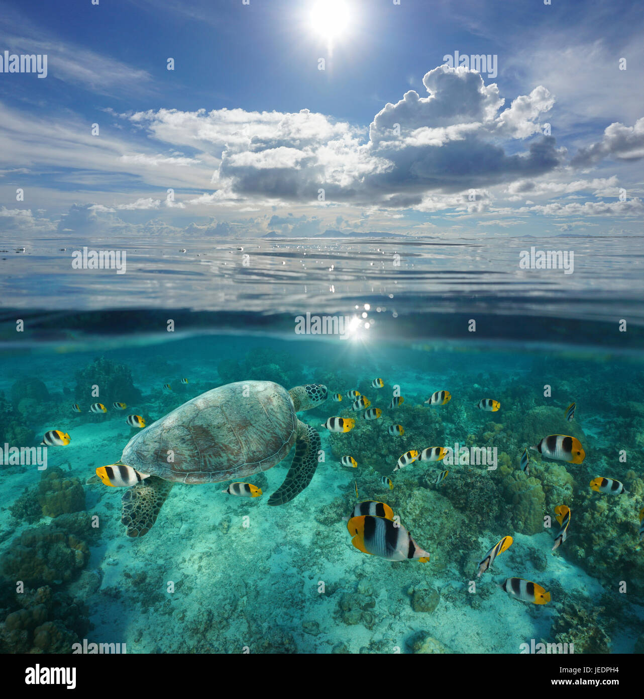 Por encima y por debajo de la superficie del mar, peces tropicales con una tortuga bajo el agua y una isla en el horizonte con el azul del cielo nublado, Océano Pacífico, en la Polinesia Francesa Foto de stock