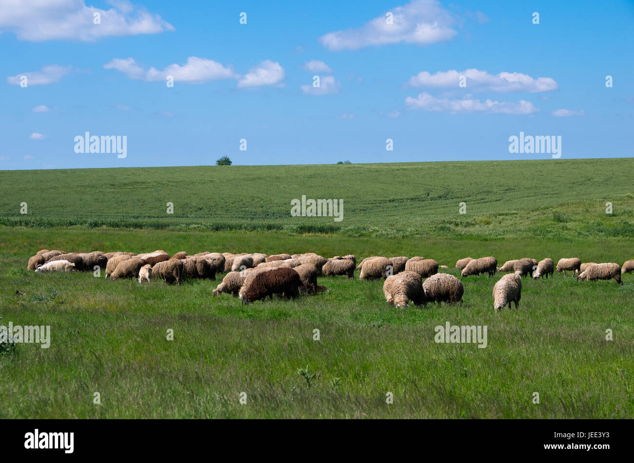 La ganadería. Rebaño de ovejas. Las ovejas que pastan en pastos hacienda de ovejas. Foto de stock