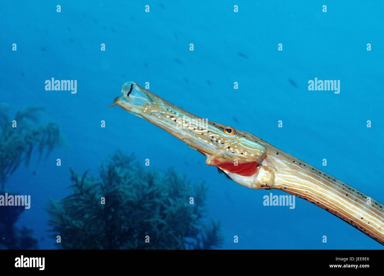 Atlántico-pez trompeta, Aulostomus maculatus, el Caribe Fotografía de stock  - Alamy
