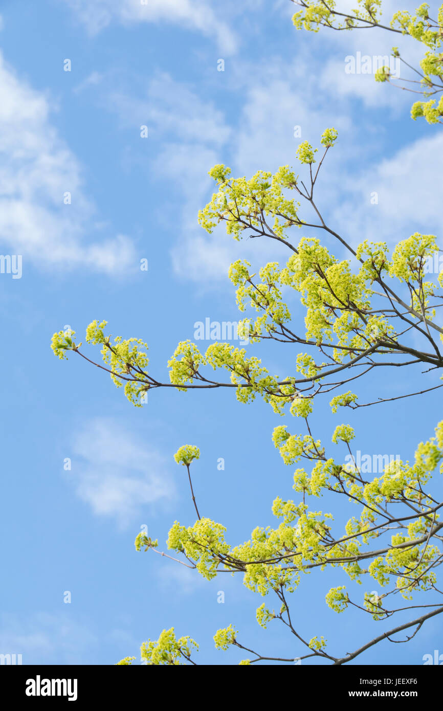 Las ramas de los árboles y el cielo azul en primavera. Detalle de la naturaleza con el verde exuberante frescura. Foto de stock