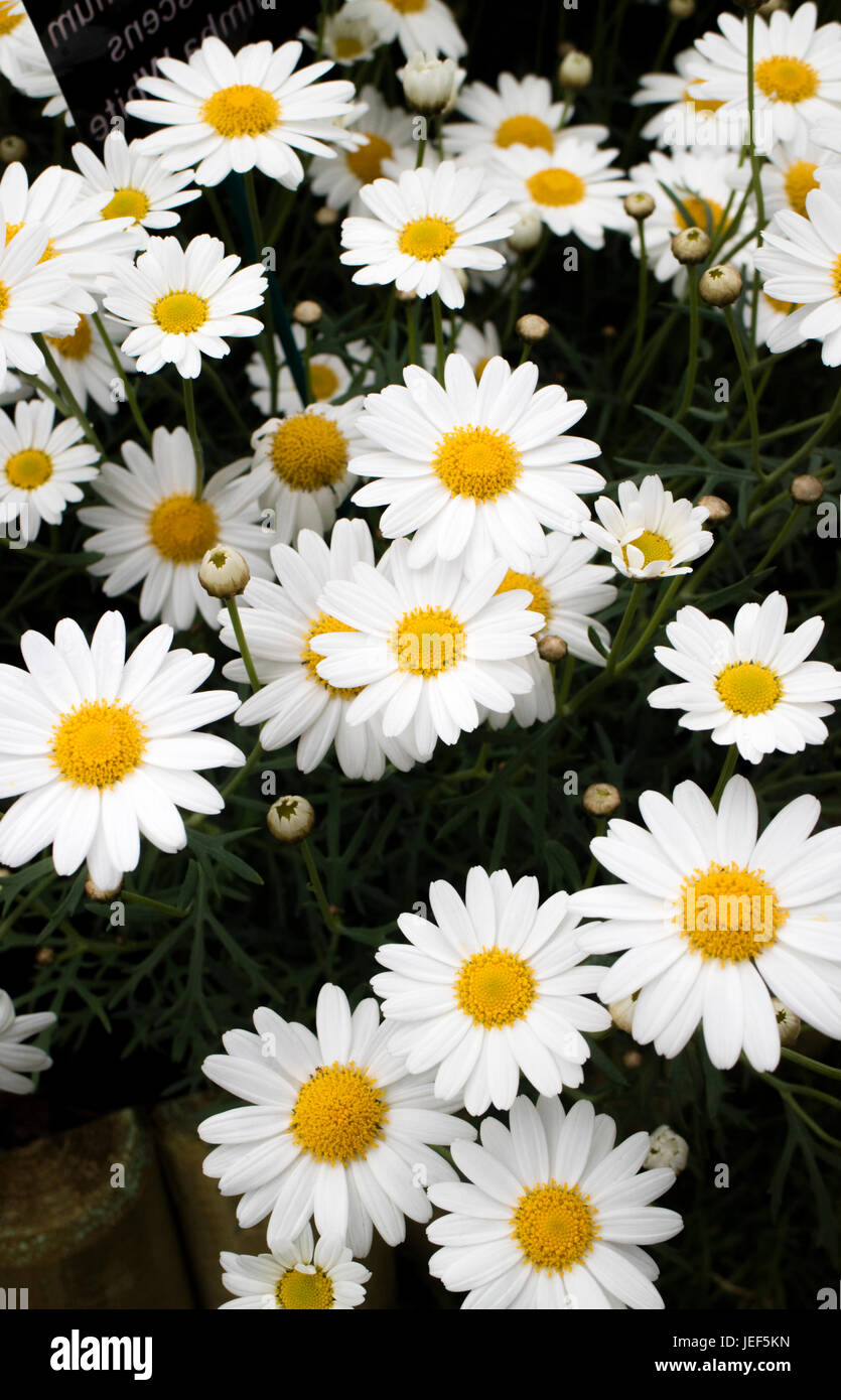 Argyranthemum frutescens. 'Molimba blanco" Foto de stock