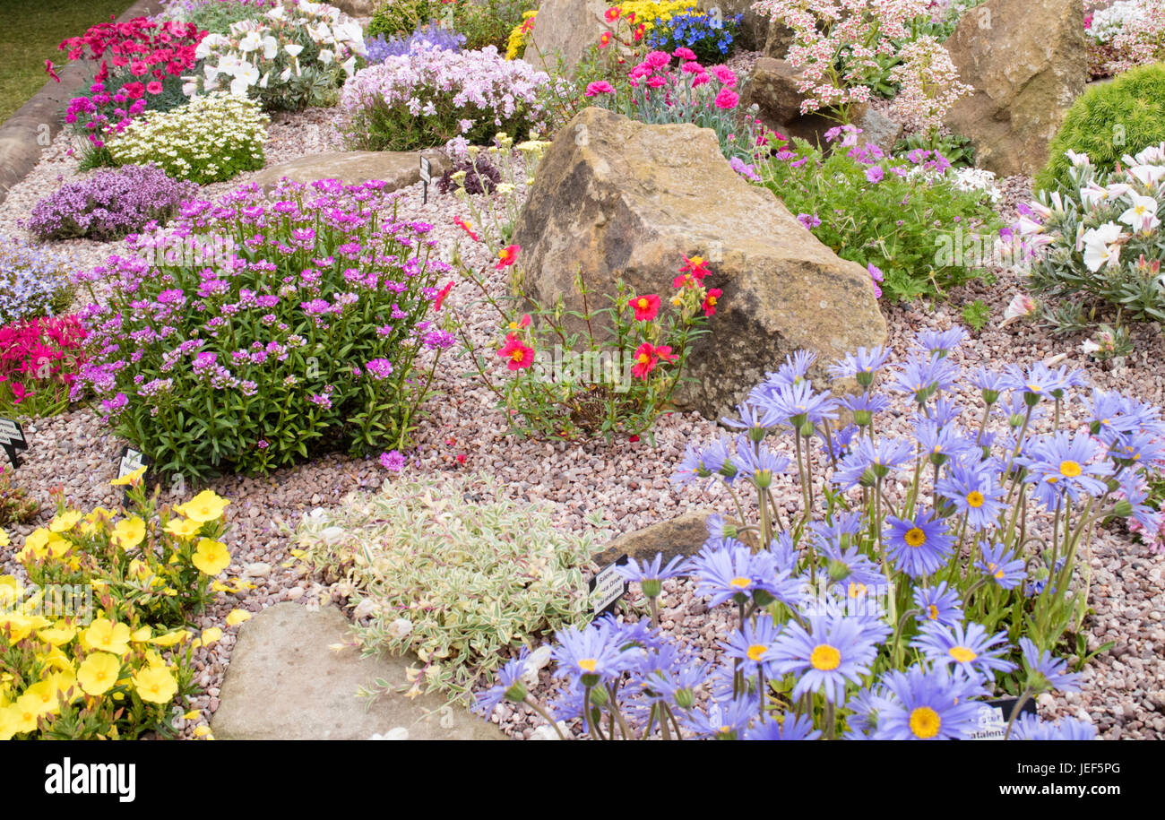 "Natalensis aster' Foto de stock