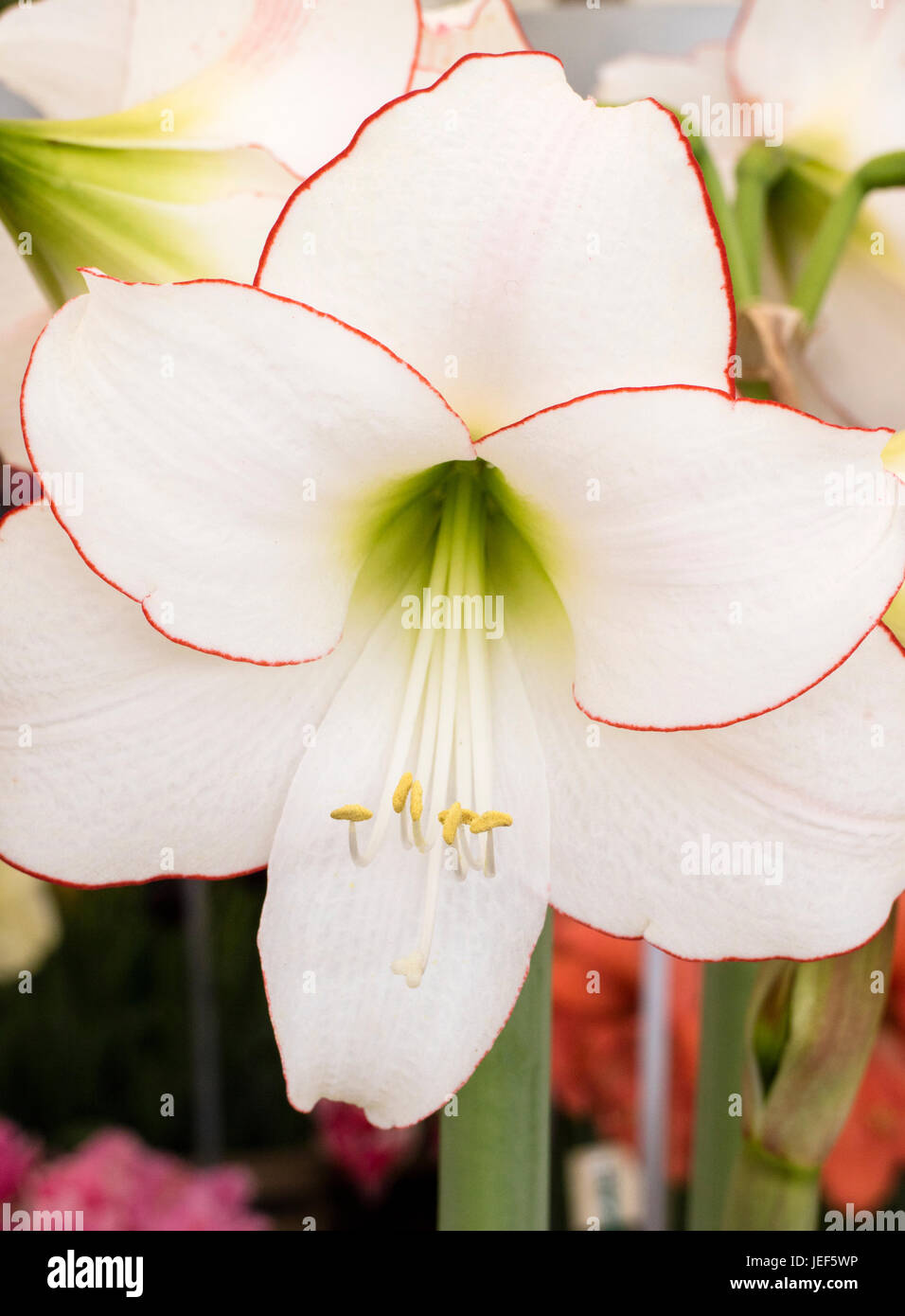 Hippeastrum 'picotee' Foto de stock