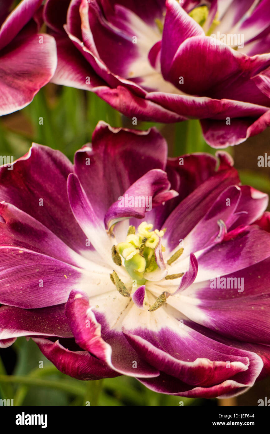 Tulip 'dueño' táctil Foto de stock