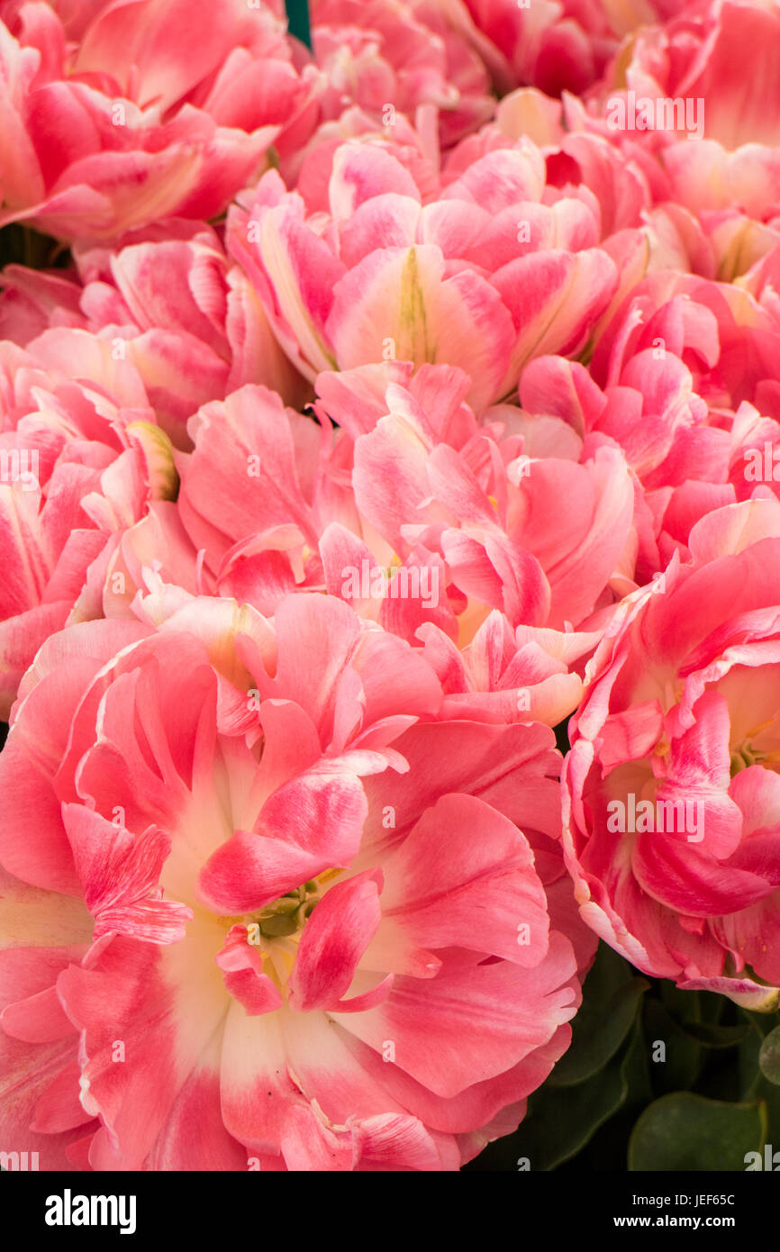 Tulip 'Finola' Foto de stock