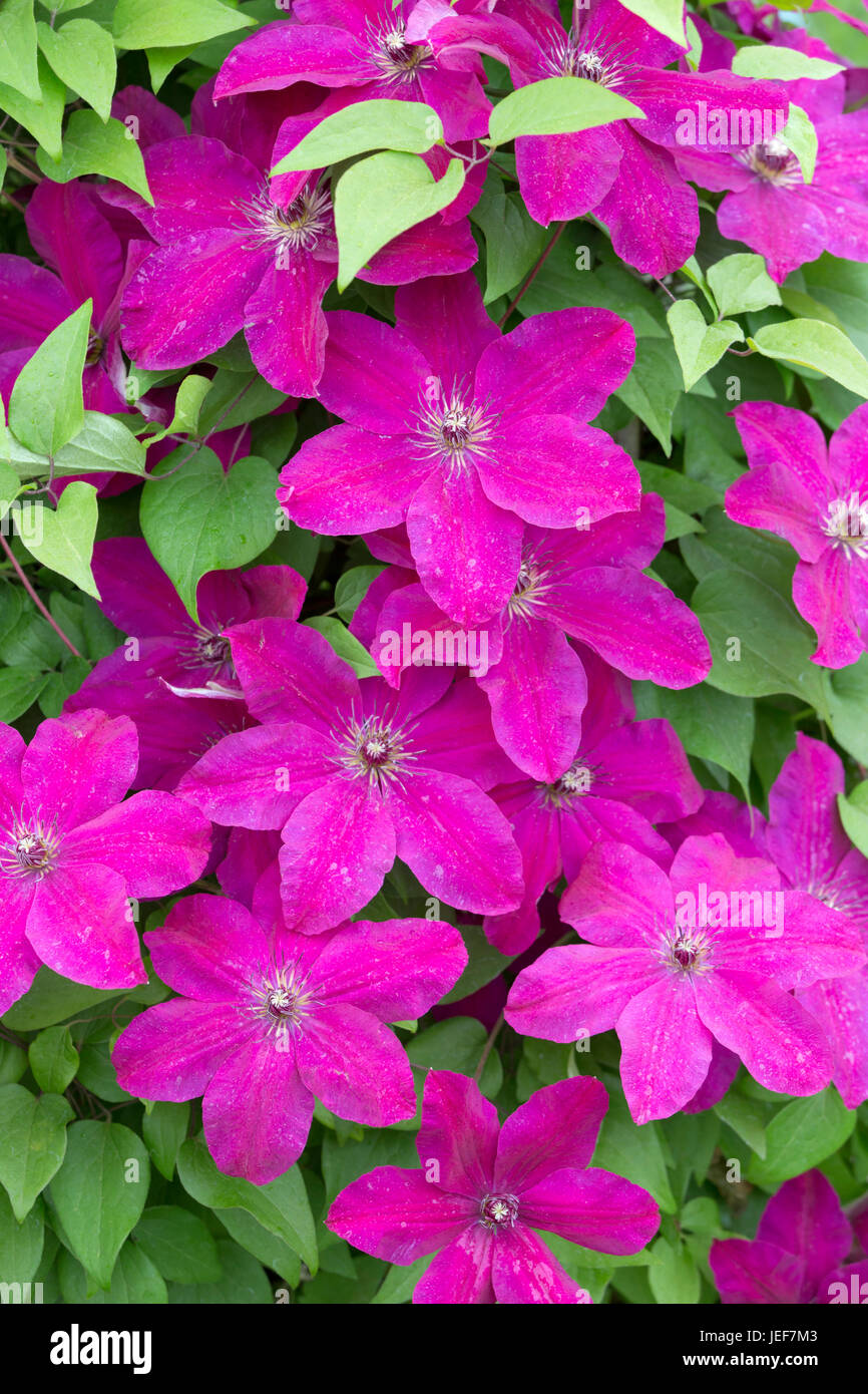 'Clematis Westerplatte' Foto de stock