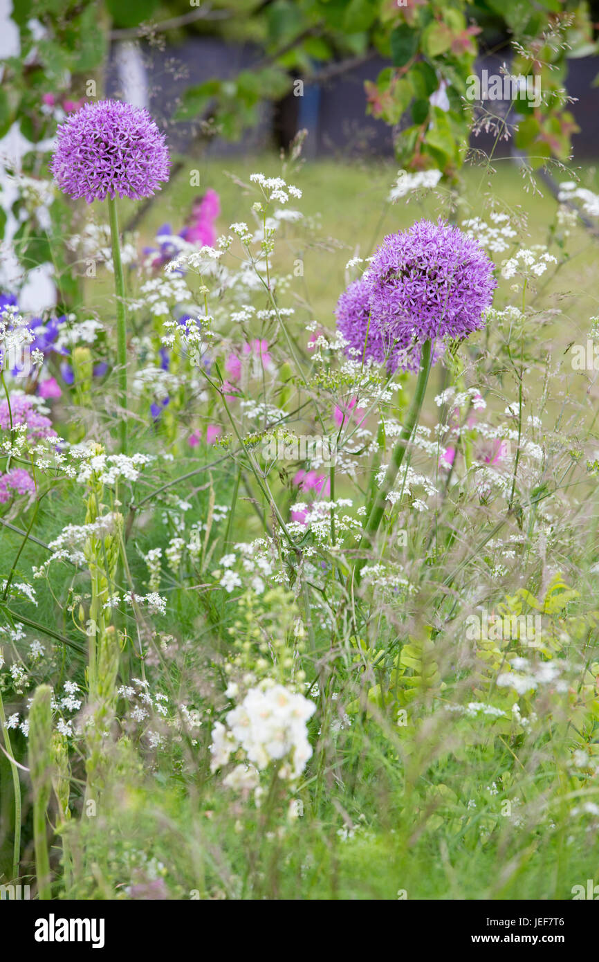 Alliums Foto de stock