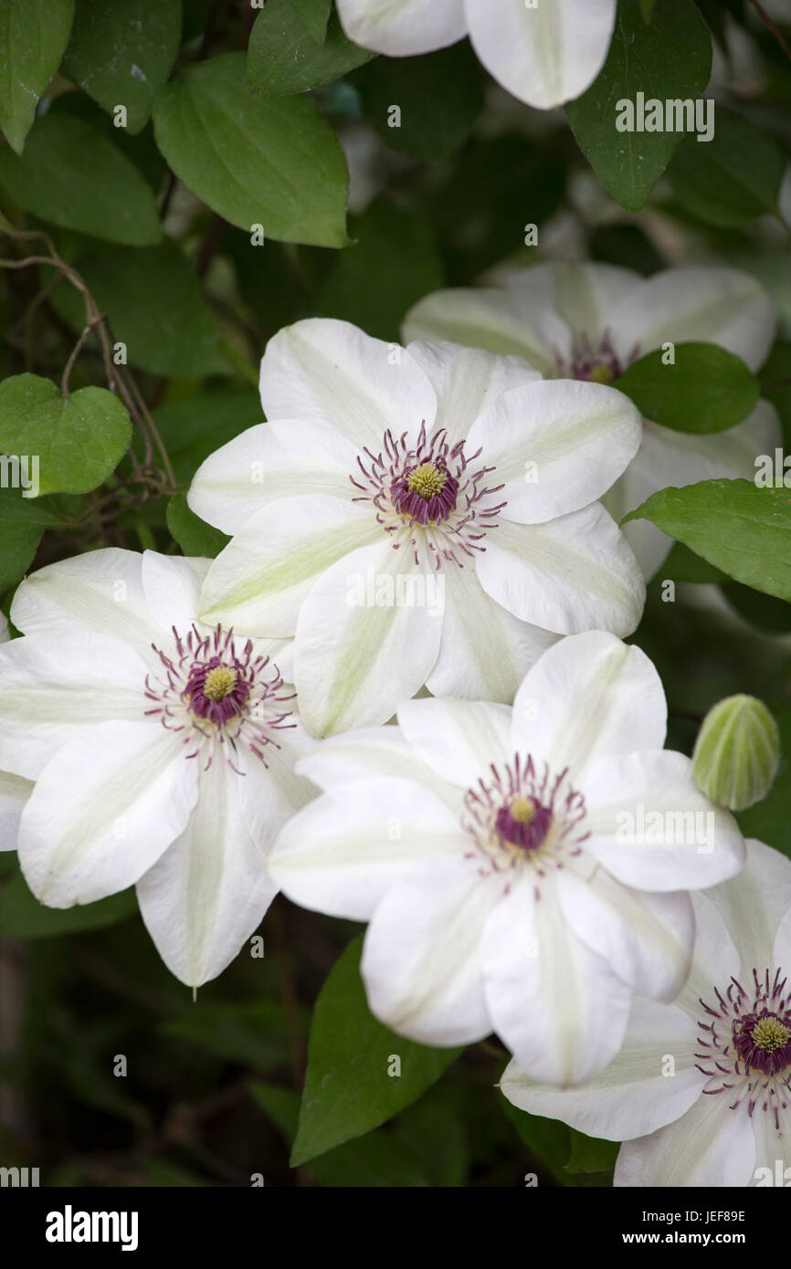 Clematis 'Miss Bateman' Foto de stock