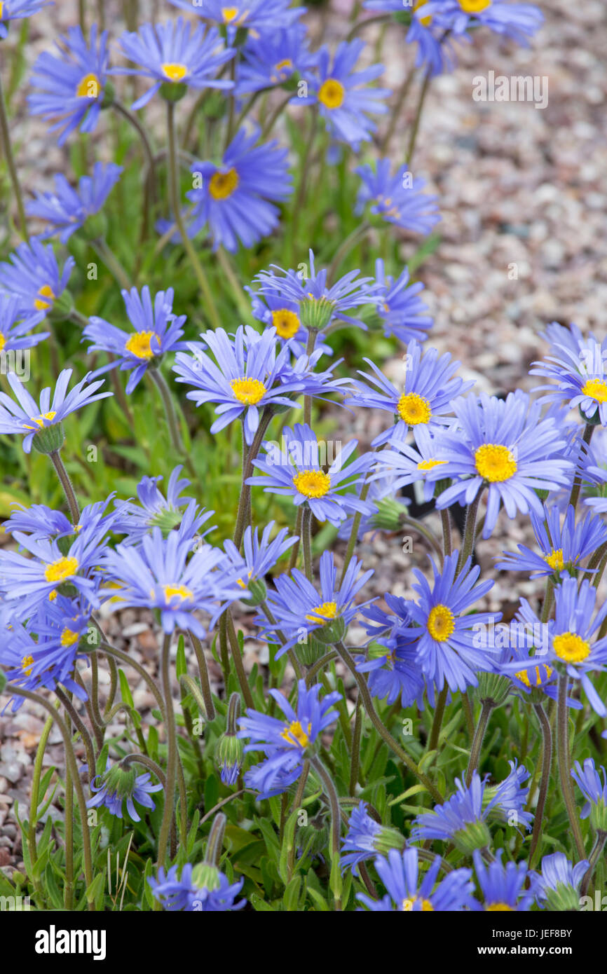 "Natalensis aster' Foto de stock